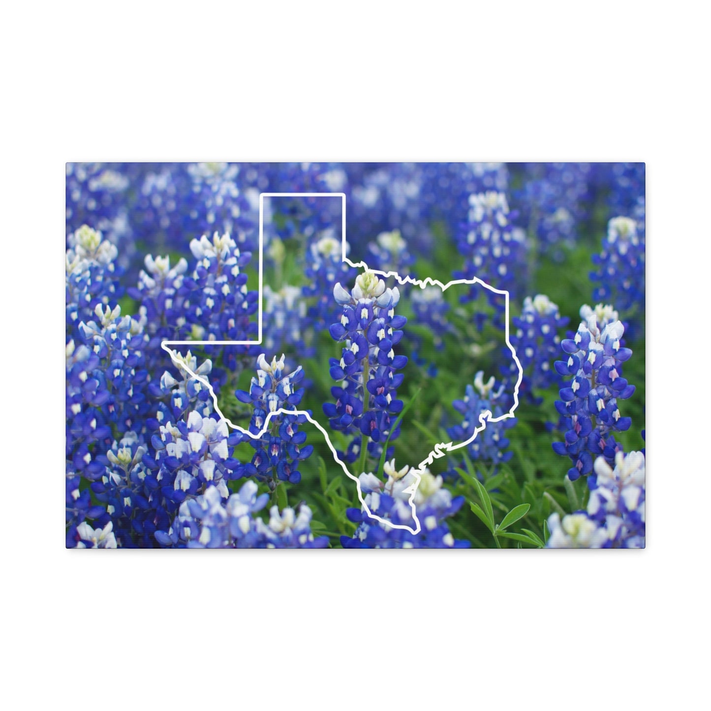 Texas and Beautiful Bluebonnets Matte Canvas Wall Art