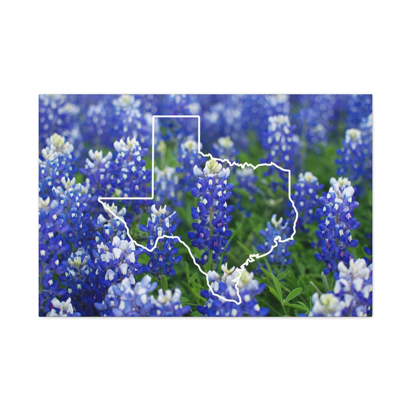 Texas and Beautiful Bluebonnets Matte Canvas Wall Art