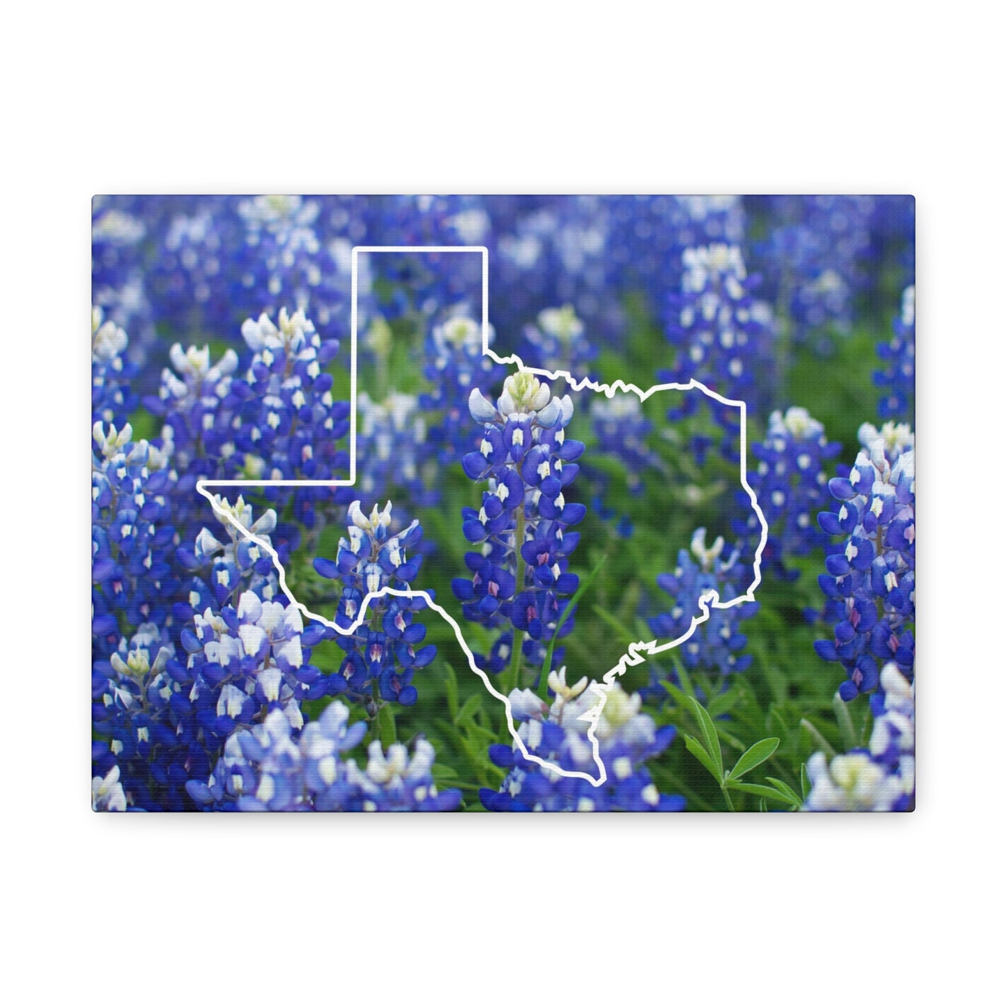 Texas and Beautiful Bluebonnets Matte Canvas Wall Art